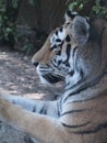 Close Up Profile Of A Sleepy Looking Tiger Lying Down Royalty Free Stock Photo